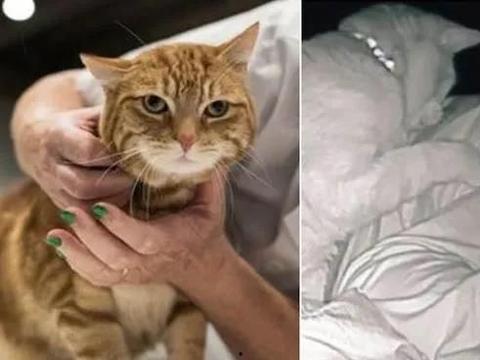 猫咪爆料视频大全播放网站,萌宠瞬间,笑料横生!  第3张 猫咪爆料视频大全播放网站,萌宠瞬间,笑料横生!  第3张